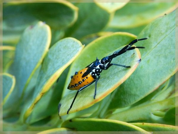 small insect at Cape of Good Hope