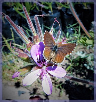 butterfly Cape Town