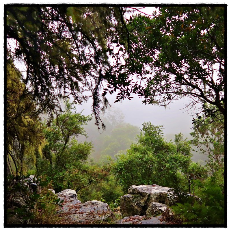 dripping lichen in the woods cape town