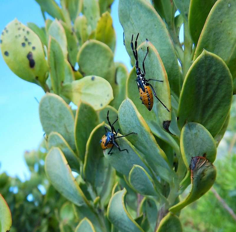 cape.Point_insectsDSCN3731 (2a).JPG