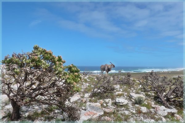 Eland on ridge overlooking the Cape Point Atlantic
