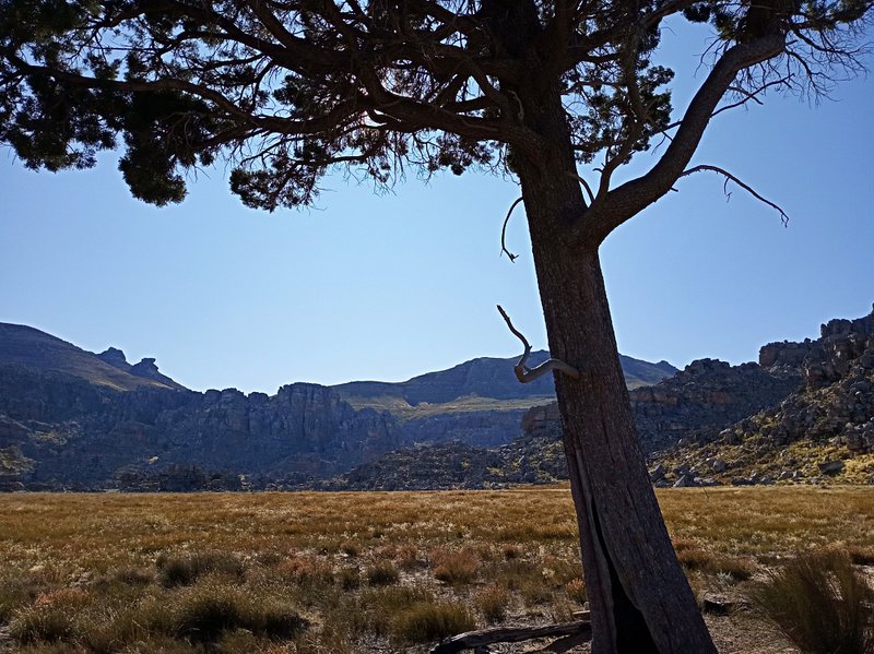 cedar tree cederberg wilderness area