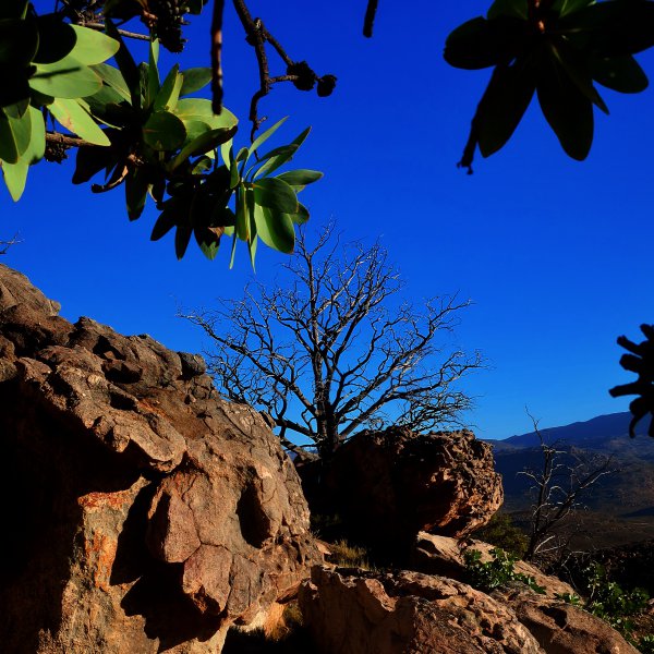 cedar Widringtonia