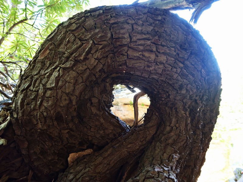 ceder tree trunk twisted bt the torque of time in Asja&#x27;s Kloof, near Christal Pools, Cederberg