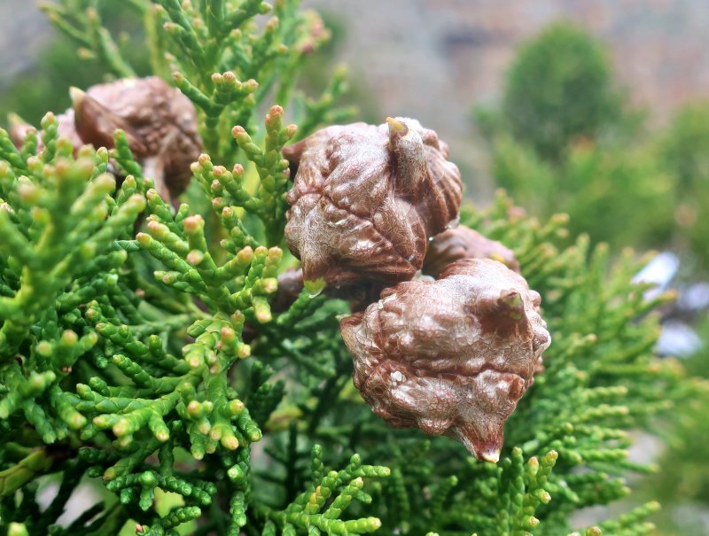 Widdringtonia wallichii pod