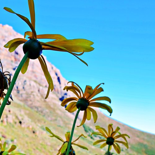 daisies in cederberg