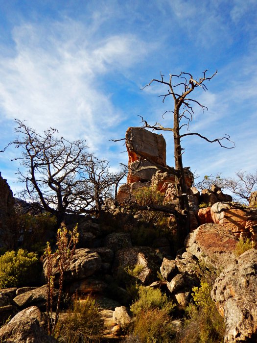 cederberg_DSCN1713a.JPG