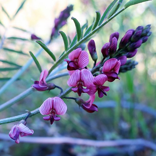 cederberg fynbos