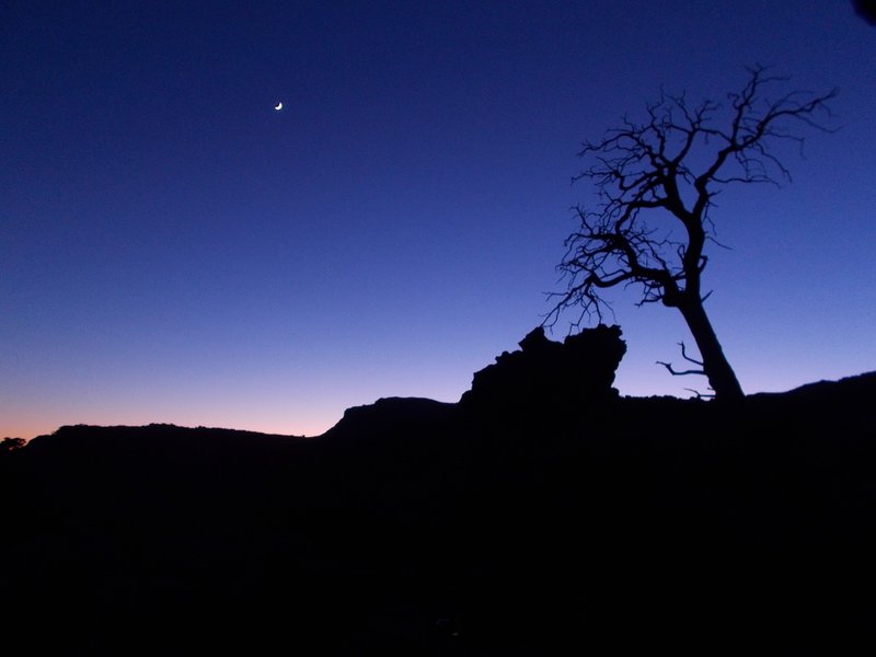 cedar tree silhouette cederberg