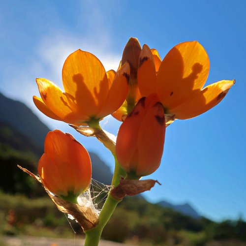 spring flowers near Algeria, Cedereberg