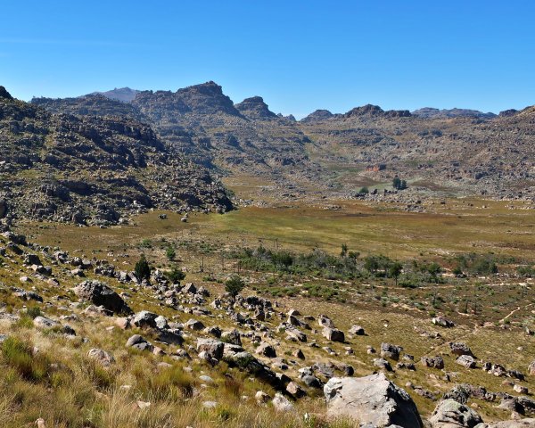 cederberg wilderness area forest