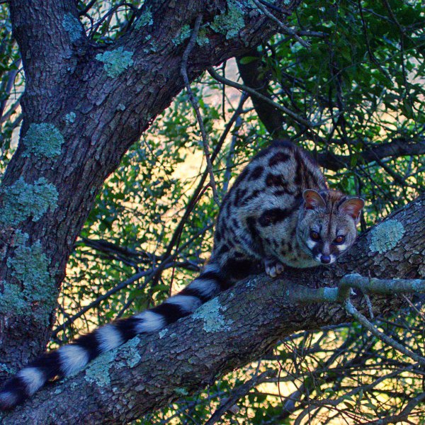 genet in Cederberg