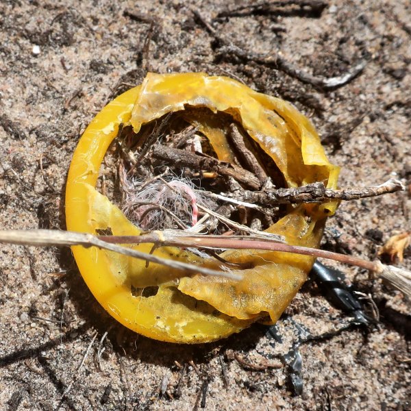 Abalone poacher&#x27;s condom