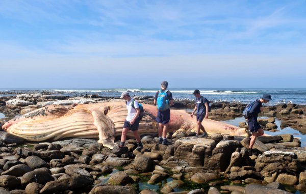 dead whale at Cape of Good Hope Reserve