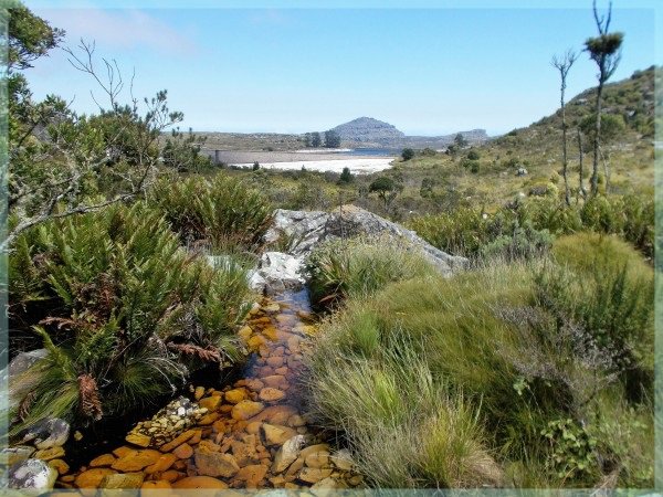 Disa Stream feeds The Hely Hutchinson