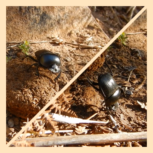 dance of the dung beetle