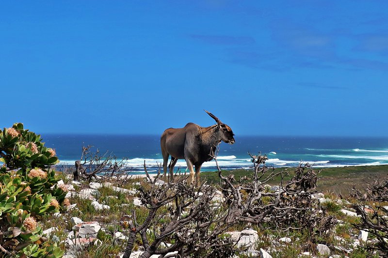 eland at Cape of Good Hope