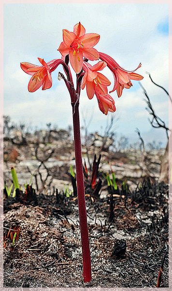 Fire lilly after the October Table Mountain Fire