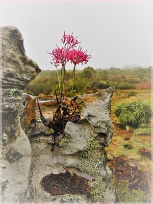flower growing from rock on Table Mountain