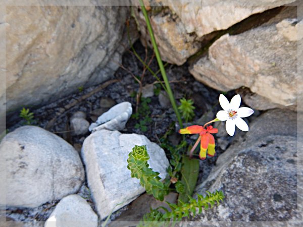 small flowers at Cape of Good Hope Nature Reserve