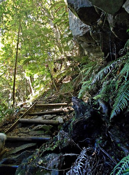 upper back table mountain forest