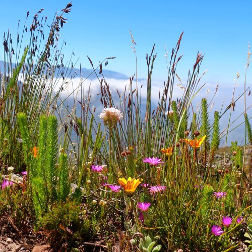 Mont Rochelle flowers