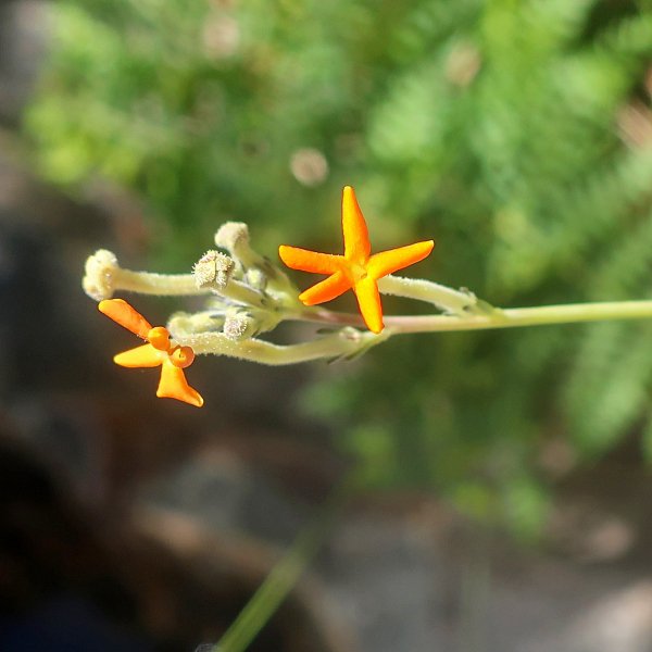 fynbos