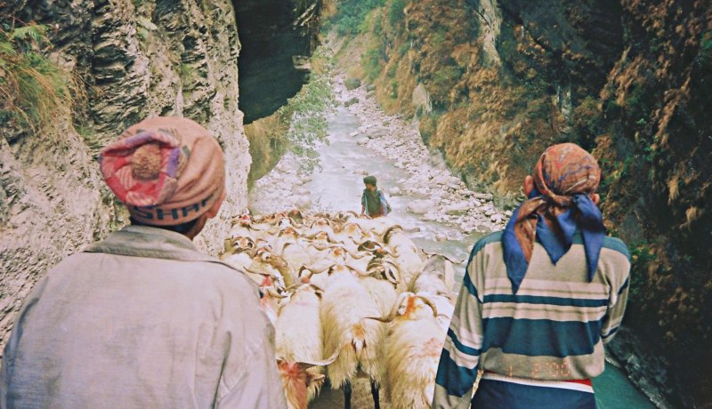 goatherds and charges Annapurna circuit