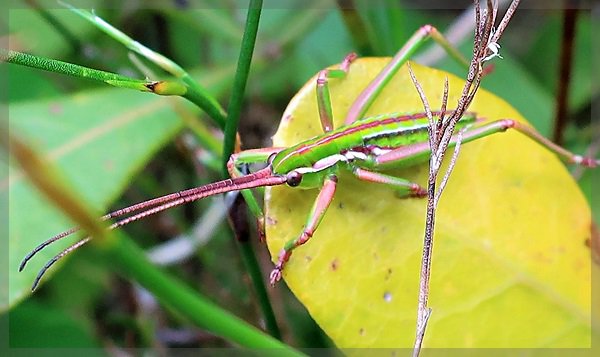 a grasshopper on Table Mountain