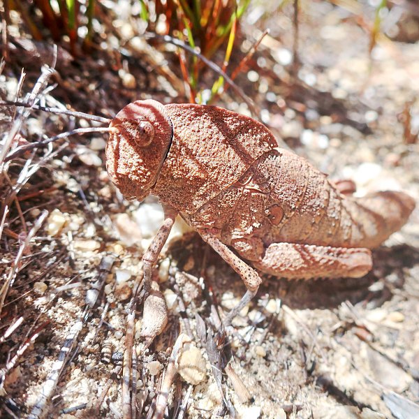 grasshopper, Mont Rochelle hiking trail