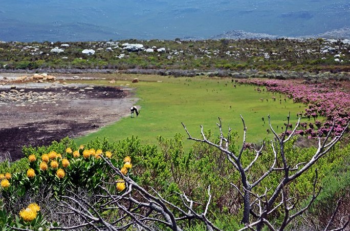 grazing-bontebok2.JPG