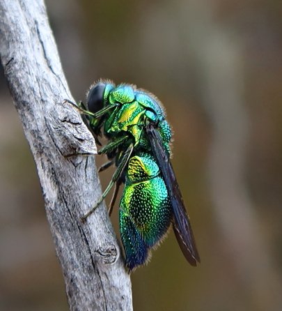 fly on cedar twig , Cederberg Jan 2023