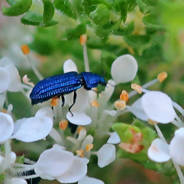 insect at Cape of Good Hope