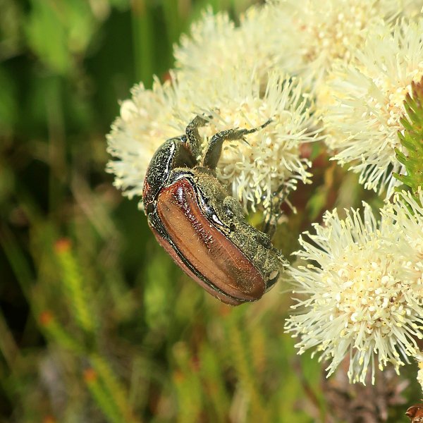 insect in fynbos