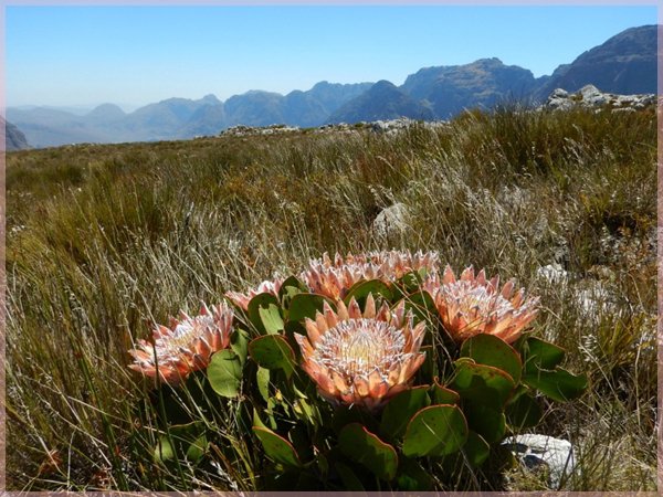 Proteas