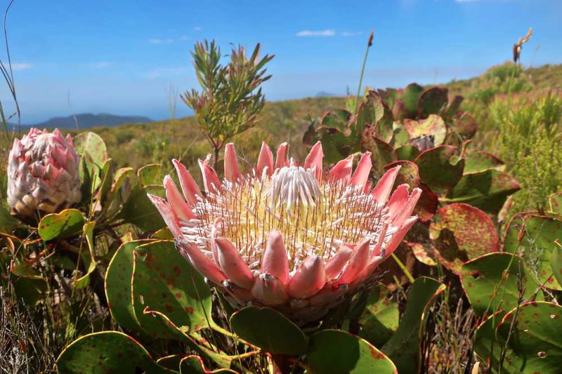 Silvermine, Protea cynaroides