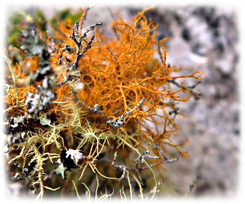 fynbos lichen