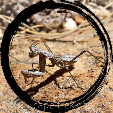 praying mantis cederberg Jan 23