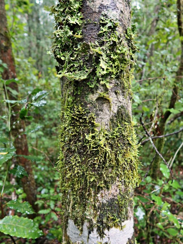 Afromontane forest lichen