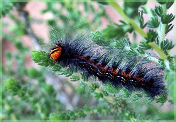 Moth hairy lava inching along a leaf on Table Mountain