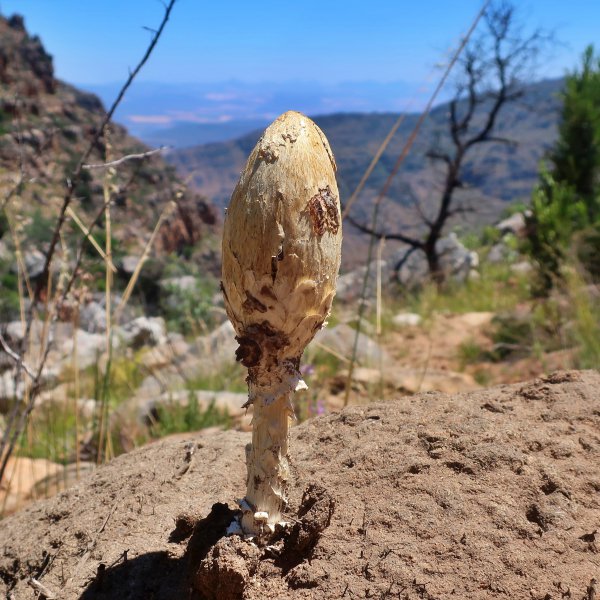 termite mushroom cederberg