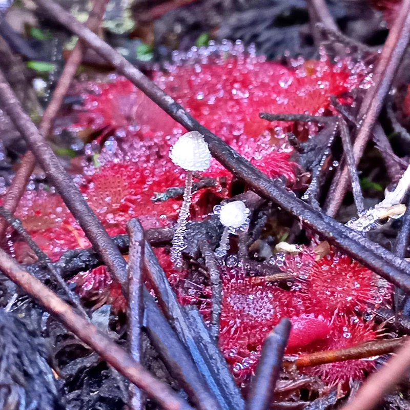 fungus in fynbos
