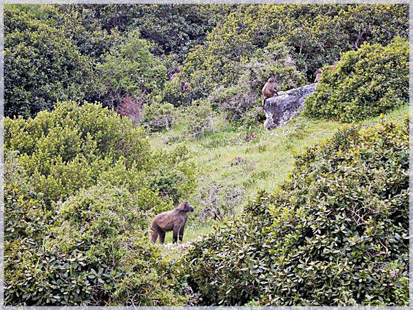 berry picking baboons