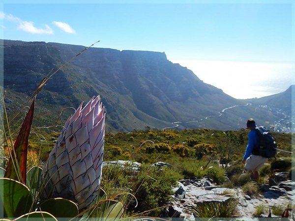 protea_and_table_mountain1.jpg