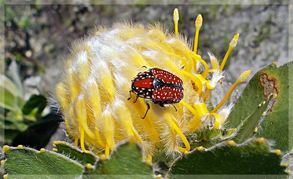 a beetle on a pincushion protea