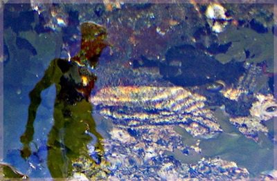 Refection of man and anemone in a Cape Town rockpool
