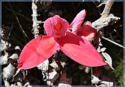 Red Disa on Table mountain