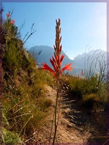 Rooibergpypie in bloom