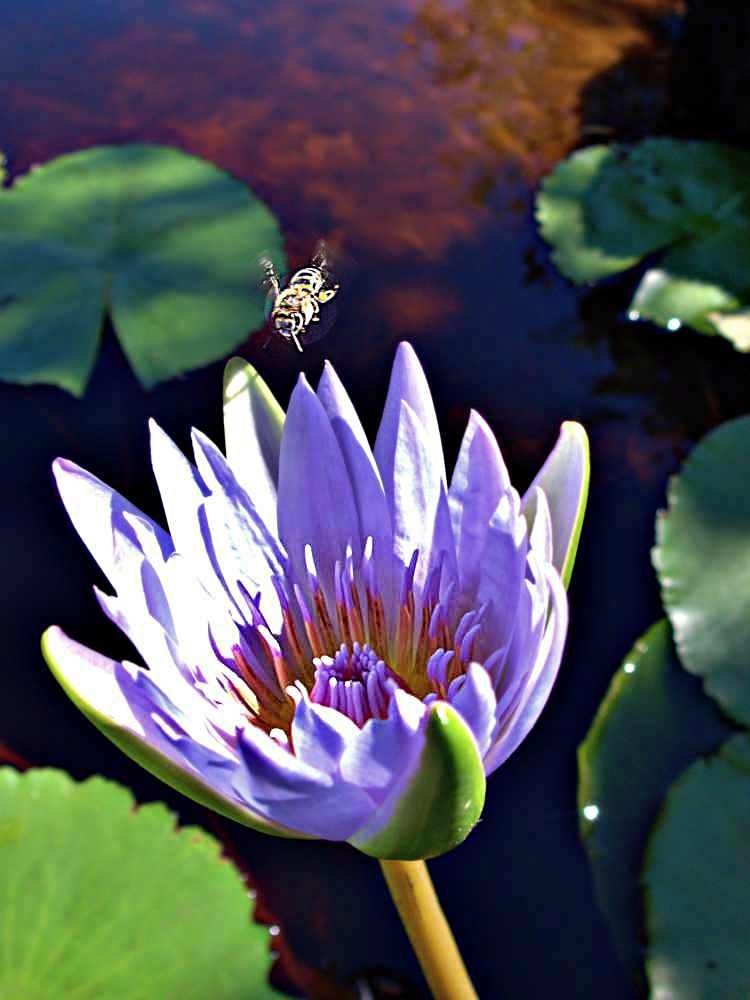 Dam and bee