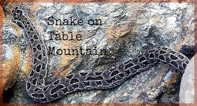 Table Mountain Berg Adder